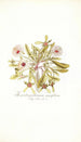 Mesembryanthemum cuneifolium - Nikolaus Joseph Freiherr von Jacquin — näkymä teoksesta
