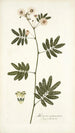 Mimosa caracasana - Nikolaus Joseph Freiherr von Jacquin — näkymä teoksesta