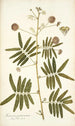 Mimosa portoricensis - Nikolaus Joseph Freiherr von Jacquin — näkymä teoksesta