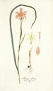 Moraea collina - Nikolaus Joseph Freiherr von Jacquin — näkymä teoksesta