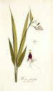 Moraea palmifolia - Nikolaus Joseph Freiherr von Jacquin — näkymä teoksesta
