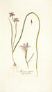 Moraea vegeta - Nikolaus Joseph Freiherr von Jacquin — näkymä teoksesta