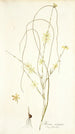 Moraea virgata - Nikolaus Joseph Freiherr von Jacquin — näkymä teoksesta