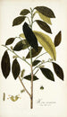 Morus mauritiana - Nikolaus Joseph Freiherr von Jacquin — näkymä teoksesta