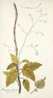 Myagrum arborescens - Nikolaus Joseph Freiherr von Jacquin — näkymä teoksesta