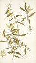 Myrica segregata - Nikolaus Joseph Freiherr von Jacquin — näkymä teoksesta