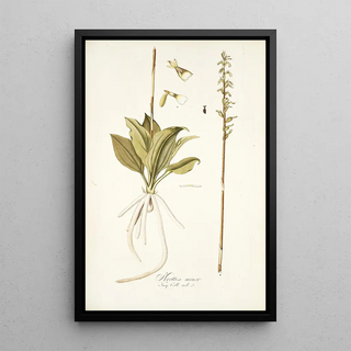 Nikolaus Joseph Freiherr von Jacquin - Neottia minor.webp