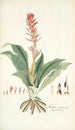 Neottia speciosa - Nikolaus Joseph Freiherr von Jacquin — näkymä teoksesta