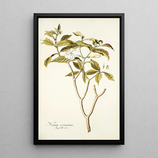 Nikolaus Joseph Freiherr von Jacquin - Nerium coronarium.webp