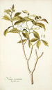 Nerium coronarium - Nikolaus Joseph Freiherr von Jacquin — näkymä teoksesta