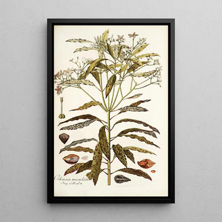 Nikolaus Joseph Freiherr von Jacquin - Ochrosia maculata.webp