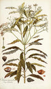 Ochrosia maculata - Nikolaus Joseph Freiherr von Jacquin — näkymä teoksesta