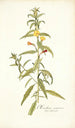 Oenothera nocturna - Nikolaus Joseph Freiherr von Jacquin — näkymä teoksesta