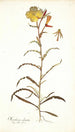 Oenothera odorata - Nikolaus Joseph Freiherr von Jacquin — näkymä teoksesta