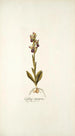 Ophrys crucigera - Nikolaus Joseph Freiherr von Jacquin — näkymä teoksesta
