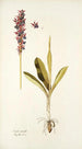 Orchis mascula - Nikolaus Joseph Freiherr von Jacquin — näkymä teoksesta