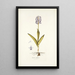 Orchis militaris - Nikolaus Joseph Freiherr von Jacquin — kehystetty taideteos seinällä