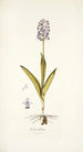 Orchis militaris - Nikolaus Joseph Freiherr von Jacquin — näkymä teoksesta