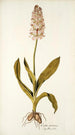 Orchis moravica - Nikolaus Joseph Freiherr von Jacquin — näkymä teoksesta