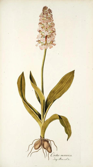 Nikolaus Joseph Freiherr von Jacquin - Orchis moravica.webp