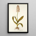Orchis moravica - Nikolaus Joseph Freiherr von Jacquin — kehystetty taideteos seinällä