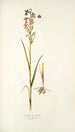 Orchis palustris - Nikolaus Joseph Freiherr von Jacquin — näkymä teoksesta