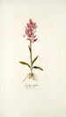 Orchis rubra - Nikolaus Joseph Freiherr von Jacquin — näkymä teoksesta