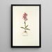 Orchis rubra - Nikolaus Joseph Freiherr von Jacquin — kehystetty taideteos seinällä