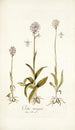 Orchis variegata - Nikolaus Joseph Freiherr von Jacquin — näkymä teoksesta