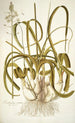 Ornithogalum caudatum - Nikolaus Joseph Freiherr von Jacquin — näkymä teoksesta