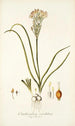 Ornithogalum coarctatum - Nikolaus Joseph Freiherr von Jacquin — näkymä teoksesta