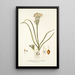 Ornithogalum coarctatum - Nikolaus Joseph Freiherr von Jacquin — kehystetty taideteos seinällä