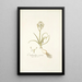 Ornithogalum comosum - Nikolaus Joseph Freiherr von Jacquin — kehystetty taideteos seinällä