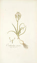 Ornithogalum comosum - Nikolaus Joseph Freiherr von Jacquin — näkymä teoksesta