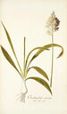 Ornithogalum conicum - Nikolaus Joseph Freiherr von Jacquin — näkymä teoksesta