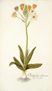 Ornithogalum flavescens - Nikolaus Joseph Freiherr von Jacquin — näkymä teoksesta