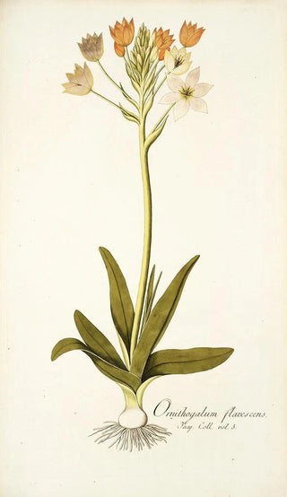 Nikolaus Joseph Freiherr von Jacquin - Ornithogalum flavescens.webp