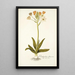 Ornithogalum flavescens - Nikolaus Joseph Freiherr von Jacquin — kehystetty taideteos seinällä