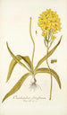 Ornithogalum flavissimum - Nikolaus Joseph Freiherr von Jacquin — näkymä teoksesta