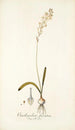 Ornithogalum fuscatum - Nikolaus Joseph Freiherr von Jacquin — näkymä teoksesta