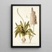 Ornithogalum lacteum - Nikolaus Joseph Freiherr von Jacquin — kehystetty taideteos seinällä