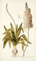 Ornithogalum lacteum - Nikolaus Joseph Freiherr von Jacquin — näkymä teoksesta