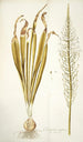 Ornithogalum latifolium - Nikolaus Joseph Freiherr von Jacquin — näkymä teoksesta