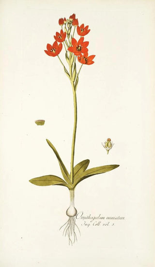 Nikolaus Joseph Freiherr von Jacquin - Ornithogalum miniatum.webp
