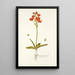 Ornithogalum miniatum - Nikolaus Joseph Freiherr von Jacquin — kehystetty taideteos seinällä