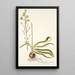 Ornithogalum odoratum - Nikolaus Joseph Freiherr von Jacquin — kehystetty taideteos seinällä