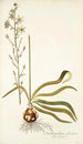 Ornithogalum odoratum - Nikolaus Joseph Freiherr von Jacquin — näkymä teoksesta