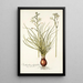 Ornithogalum polyphyllum - Nikolaus Joseph Freiherr von Jacquin — kehystetty taideteos seinällä