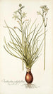 Ornithogalum polyphyllum - Nikolaus Joseph Freiherr von Jacquin — näkymä teoksesta