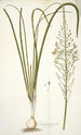 Ornithogalum pyramidale - Nikolaus Joseph Freiherr von Jacquin — näkymä teoksesta